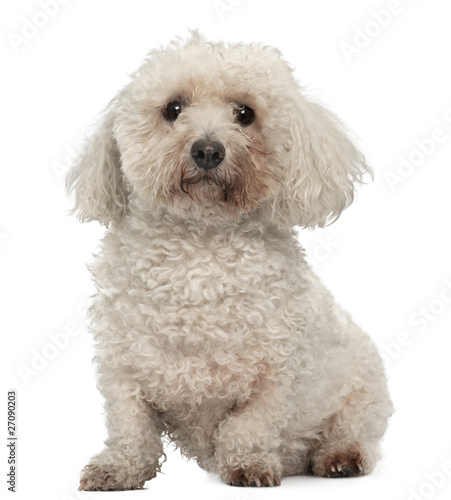 Bichon Frise, 8 years old, sitting in front of white background