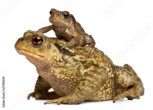 Mother Common toad and her baby, bufo bufo