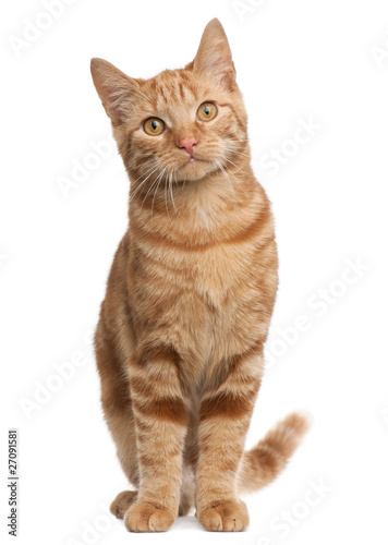 Ginger mixed breed cat, 6 months old, sitting