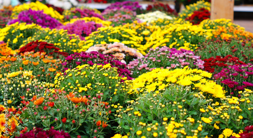 chrysantlèmes