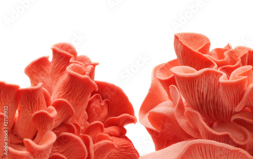 Pink oyster mushrooms over white background