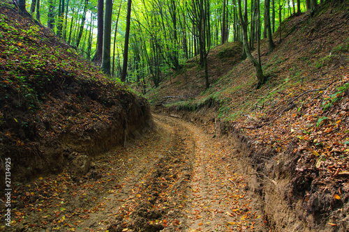 Muddy forest road in autumn in ravine