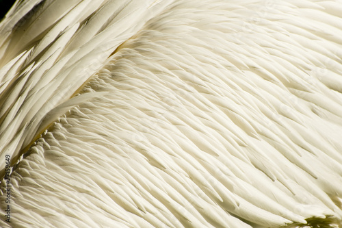 Background texture of great white pelican feathers plumage