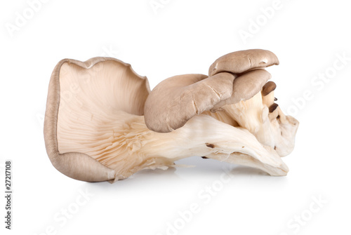 Raw oyster mushroom