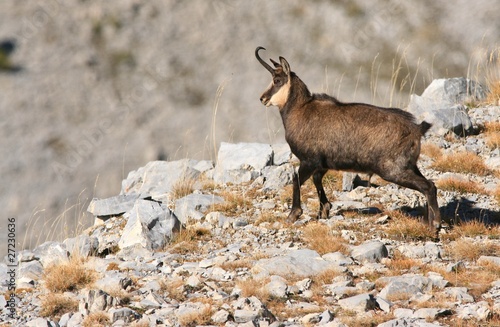 Chamois