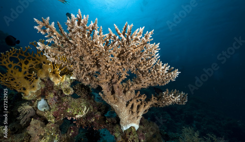Fish and coral in the Red Sea.