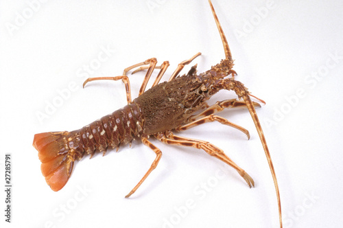 Langouste brune