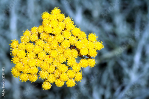 Helichrysum Italicum ou Immortelle d'Italie