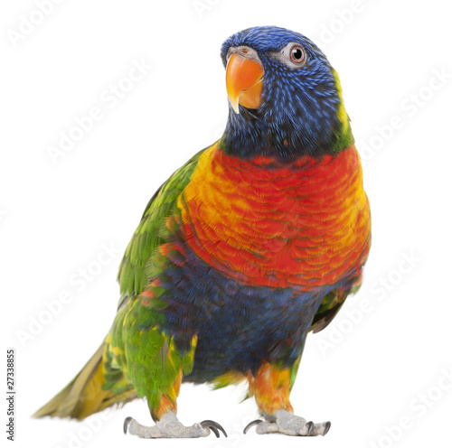 Rainbow Lorikeet, Trichoglossus haematodus, 3 years old