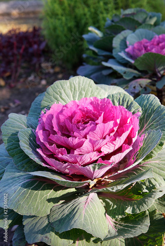 Red ornamental cabbage