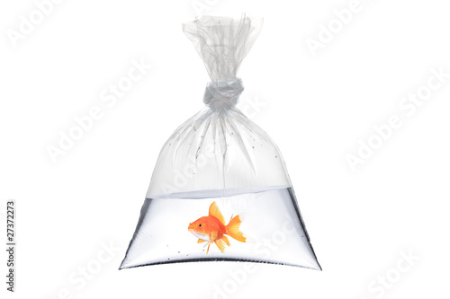 A view of a golden fish in a bag