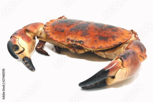 Taurean crab