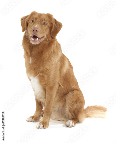 Nova Scotia Duck Tolling Retriever