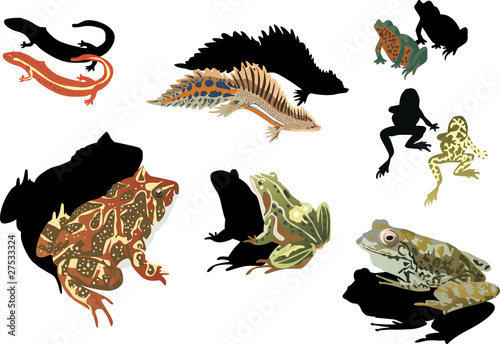 frogs and newts on white background