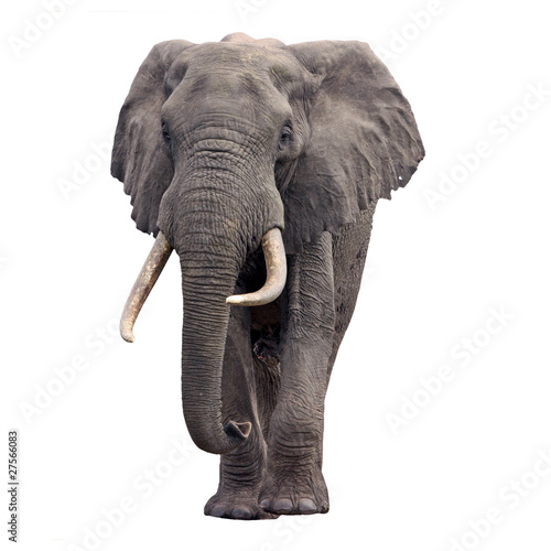 elephant walking isolated