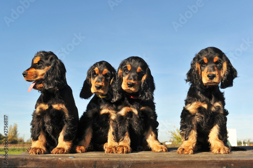 chiots cocker anglais