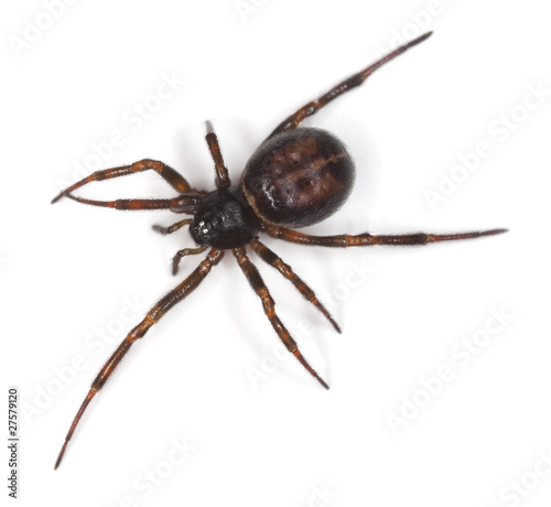 Common false-widow (Steatoda bipunctata)