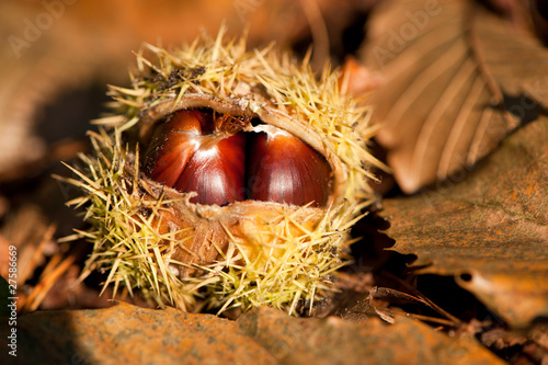 wild chestnut