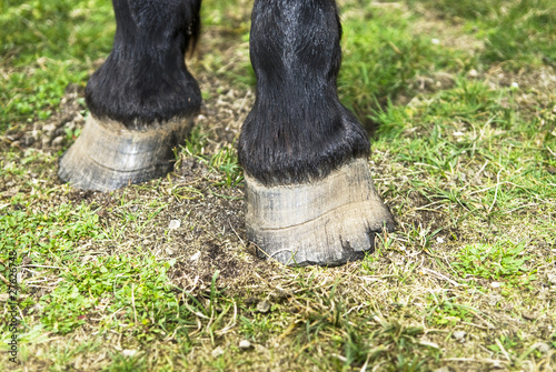 Horse`s hooves standing on the grass.