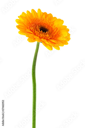 yellow gerbera close up