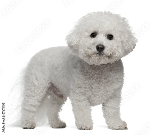 Bichon Frise, 5 years old, standing