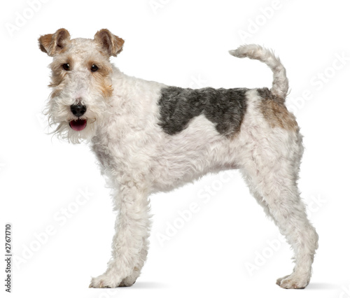 Fox terrier, 1 year old, standing