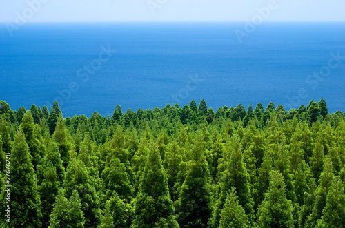 岬の森林と海