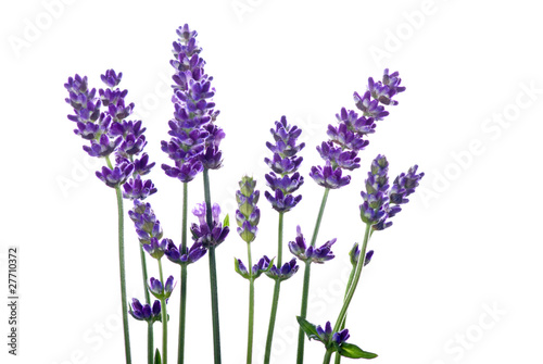 Lavendel