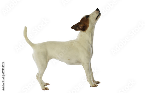 Jack russell terrier attirant l'attention