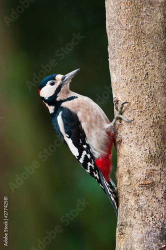 Great Spotted Woodpecker