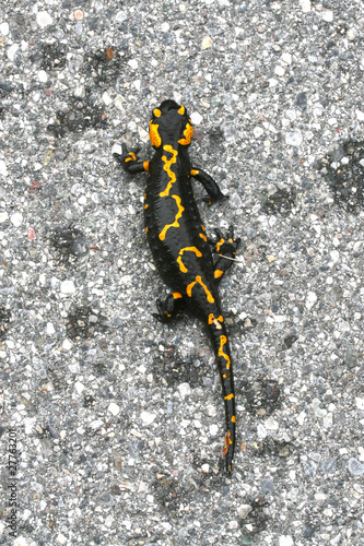 salamandra