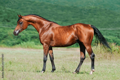 bay arabian horse