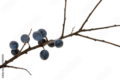 branch of sloe, blackthorn on the white (Prunus spinosa)