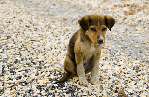 yavru köpek