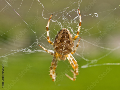 Spider on a web net