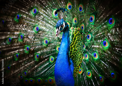 Beautiful peacock