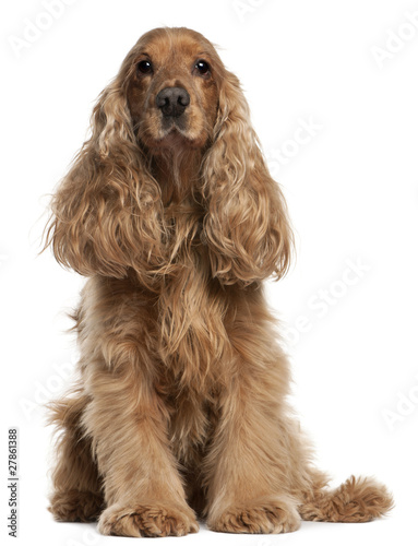 English Cocker Spaniel, 9 years old, sitting