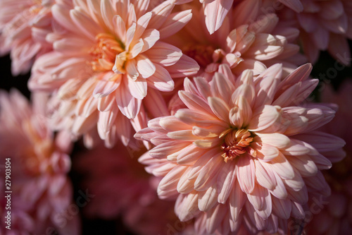 Bouquet de Chrysanthèmes