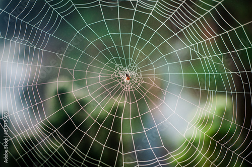 Spiral orb web with a spider