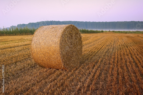 belka słomy na polu