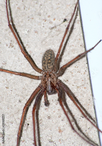 Closeup of Tegenaria Atrica spider