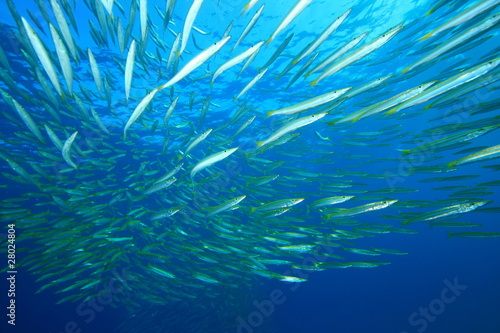 Shoal of Yellowtail Barracudas fish