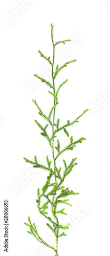 club-moss