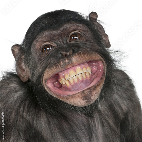 Close-up of Mixed-Breed monkey between Chimpanzee and Bonobo