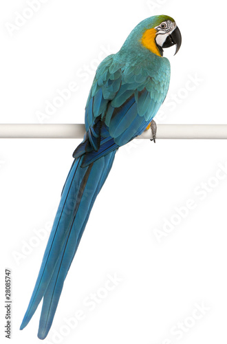 Blue and Yellow Macaw, Ara Ararauna, perched on pole