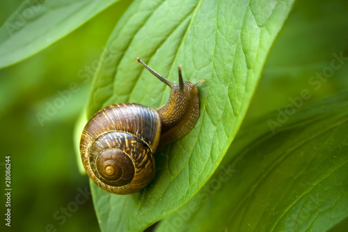 Snail