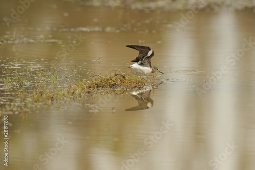 Sandpiper