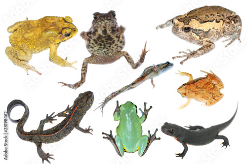 wild animal collection amphibian