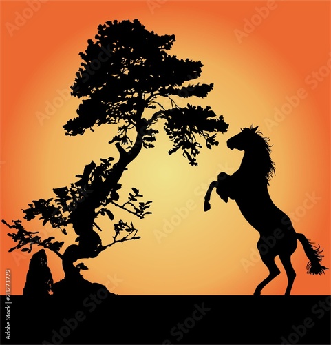 bonsai caballo