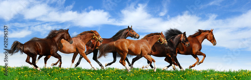 herd gallops